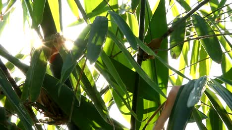 Bambus-Blätter-mit-Sonnenlicht-in-Chiangmai-Thailand