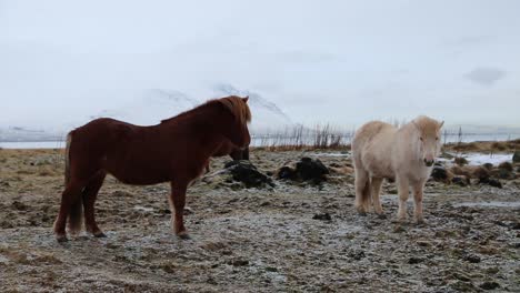 Dos-caballos-islandeses