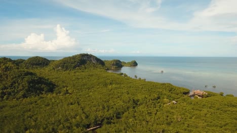 Mangrovenwald-in-Asien