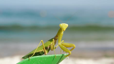 Mantis-am-Strand.