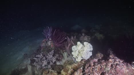 Coral-reef.-Philippines,-Mindoro