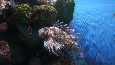 Hermosos-peces-en-el-acuario-con-decoración-de-acuático-plantas-de-fondo.