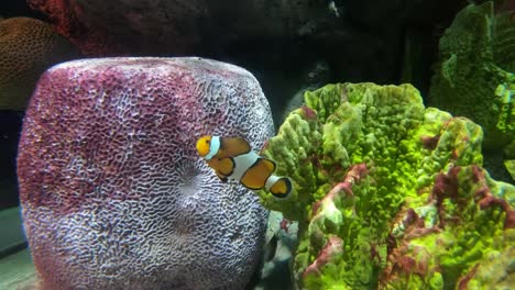 Schöne-Fische-im-Aquarium-auf-Dekoration-der-aquatischen-Pflanzen-Hintergrund.