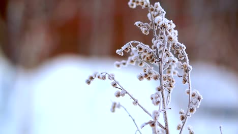 Hierba-seca-en-la-nieve-y-la-helada,-muy-fría.-Helada-severa-en-Alaska