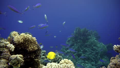 Korallenriff-und-wunderschöne-Fische.--Unterwasser-Leben-im-Ozean.