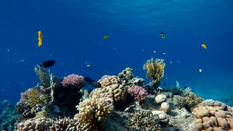 Diving.-Tropical-fish-and-coral-reef.-Underwater-life-in-the-ocean.