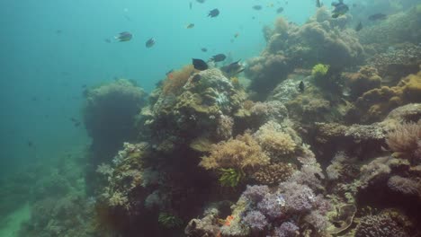 Coral-reef-and-tropical-fish.-Philippines,-Mindoro