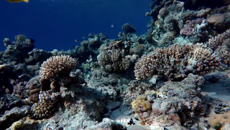 Arrecife-y-peces-hermosos.-Vida-submarina-en-el-océano.-Peces-tropicales.