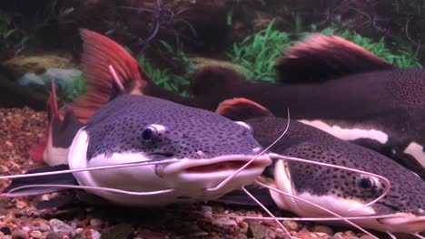 red-tailed-catfish-swimming