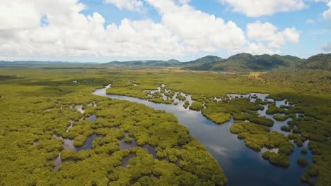 Mangrovenwald-in-Asien