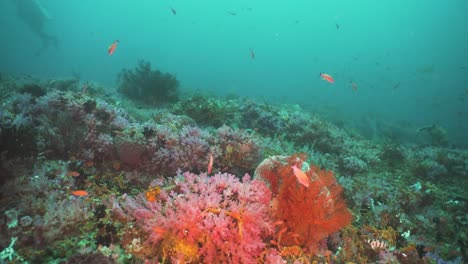 Coral-reef-and-tropical-fish.-Philippines,-Mindoro