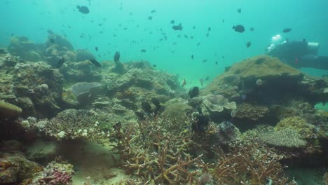 Coral-reef-and-tropical-fish.-Philippines,-Mindoro