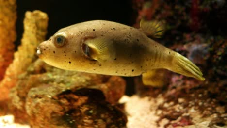 Beautiful-fish-in-the-aquarium-on-decoration--of-aquatic-plants-background.-A-colorful--fish-in-fish-tank.