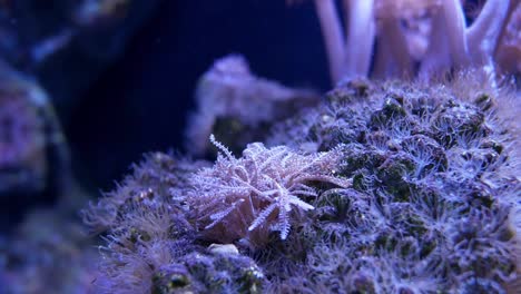 Beautiful-sea-flower-(Pulse-coral-or-Pumping-Xenia)-in-underwater-world-with-corals--and-fish.