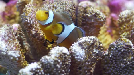 Beautiful-fish-in-the-aquarium-on-decoration--of-aquatic-plants-background.-A-colorful--fish-in-fish-tank.