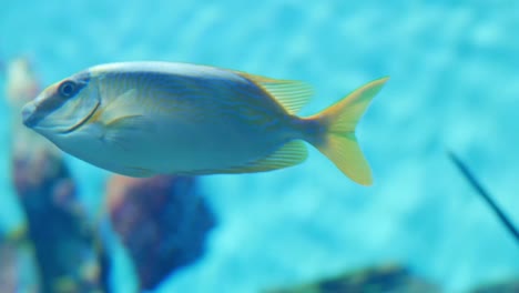 Schöne-Fische-hautnah-(blau-gesäumt-Snapper)-im-Aquarium-auf-Dekoration-der-aquatischen-Pflanzen-Hintergrund.