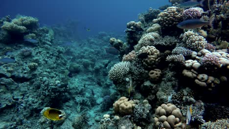 Arrecife-y-peces-hermosos.-Vida-submarina-en-el-océano.-Peces-tropicales.