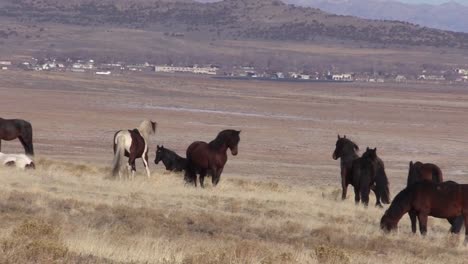 Wilde-Pferde-in-der-Wüste-von-Utah