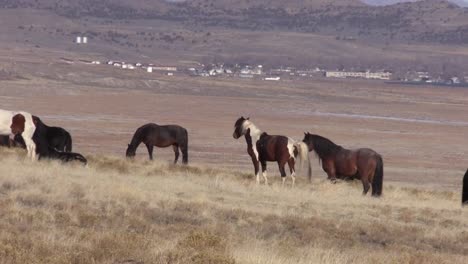 Wilde-Pferde-in-der-Wüste-von-Utah