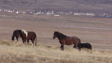 Wilde-Pferde-in-der-Wüste-von-Utah