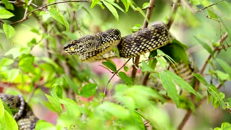 shore-pit-viper-on-the-tree