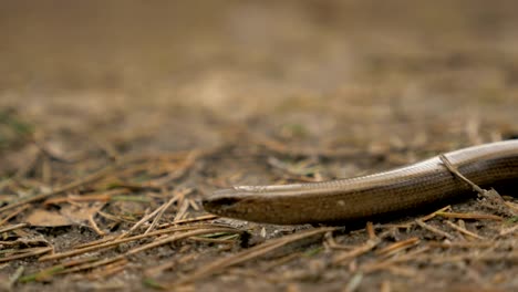 Lagartos-limbless-se-parecen-a-una-serpiente.-Slowmotion-180-fps-cerca-de-tiro