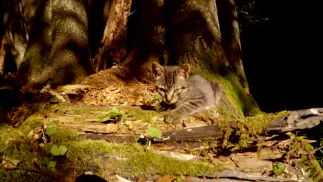 gray-forest-wild-kitten-is-washed-in-bright-sunlight-under-a-tree-and-moss