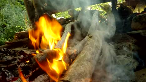 graue-Wald-Wildkätzchen-hinter-die-züngelnden-Flammen-in-einer-Wanderung-durch-die-Natur