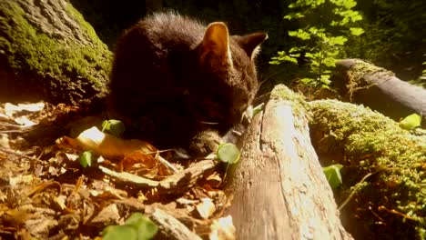 gray-forest-wild-kitten-playing-in-bright-sun-under-a-tree,-close-up,-little-cat