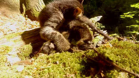 graue-Wald-Wildkätzchen-in-hellem-Sonnenlicht-unter-einen-Baum-und-Moos-gewaschen-wird-hautnah