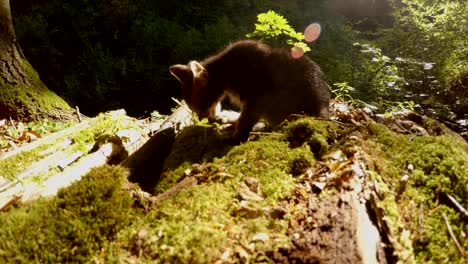 gray-forest-wild-kitten-is-washed-in-bright-sunlight-under-a-tree-and-moss