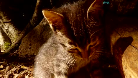 Video-retrato.-gatito-salvaje-bosque-gris-en-el-sol-bajo-un-árbol-y-una-piedra,-primer-plano,-un-gato-pequeño