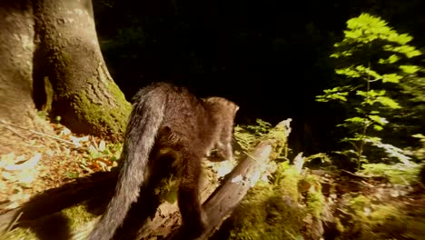 gray-forest-wild-kitten-playing-in-bright-sun-under-a-tree-close-up