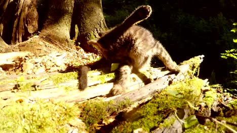 graue-Wald-Wildkätzchen-leckte-nach-Toilette-in-heller-Sonne-unter-einem-Baum