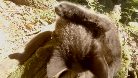 graue-Wald-Wildkätzchen-spielt-in-der-hellen-Sonne-unter-einem-Baum-und-Stein,-close-up,-eine-kleine-Katze