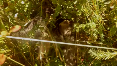 kleine-graue-Katze-spielt-an-der-Kamera-in-einem-Busch-Blaubeeren-im-Wald,-Nahaufnahme