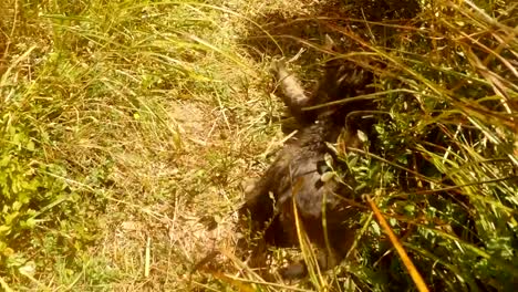 gray-little-cat-is-playing-and-fooling-around-in-bushes-and-grass-in-the-forest,-close-up