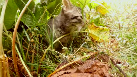 gray-little-wild-cat-sniffing-and-climbing-in-high-grass-in-a-forest,-close-up