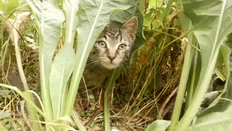 graue-kleine-wilde-Katze-Kätzchen-schleichen-in-hohe-Gräser-im-Wald,-Nahaufnahme