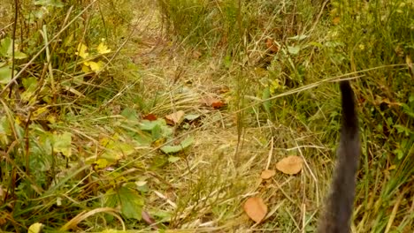 gray-little-wild-cat-kitty-goes-towards-the-camera-in-tall-bushes-and-grass