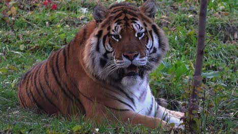 Bengal-Tiger-resting