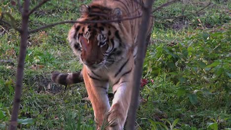 Bengal-Tiger-resting