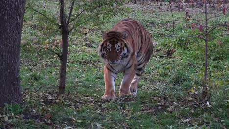 Tigre-de-bengala-en-reposo