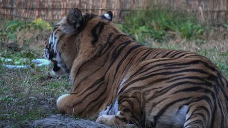 Bengal-Tiger-resting