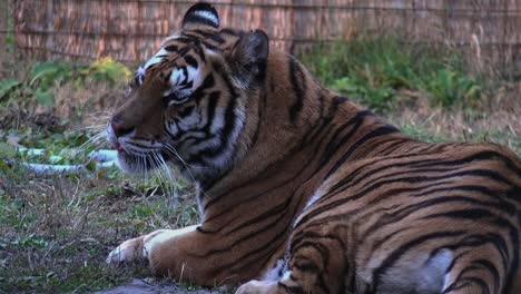 Bengal-Tiger-Ruhen