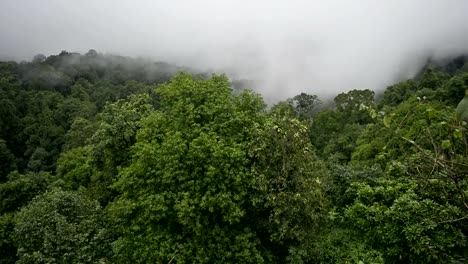 Tropischen-Regenwald-während-der-Monsun-Regenzeit