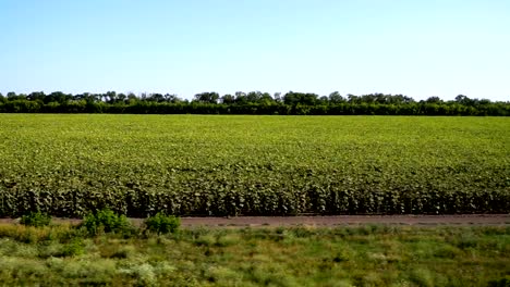 Agricultural-field.