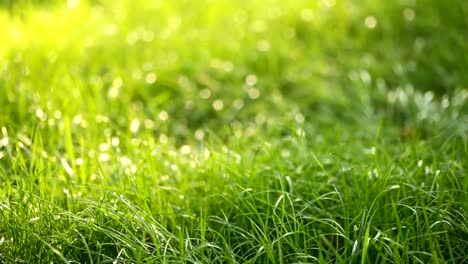 Beautiful-low-field-grass,-long-macro-defocused-shot,-green-plant-blowing-on-the-wind-with-depth-of-field,-spring-meadow,-with-the-sun-shining.-Perfect-for-film,-digital-composition,-background