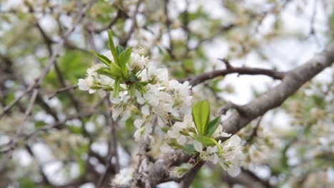 weiße-pflaumeblumen-im-Frühjahr-durch-den-Wind-bewegt