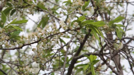 flores-de-ciruela-blancas-movidos-por-el-viento-en-primavera